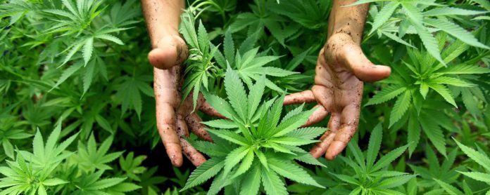 Marijuanaplantshands