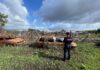 Macerata Campania, agricoltore brucia illecitamente rifiuti: denunciato